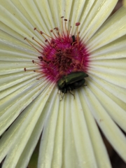 Coleoptera