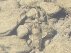 Hypentelium nigricans