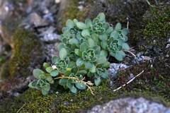 Draba lemmonii