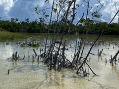 Egretta rufescens