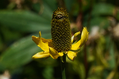 Rudbeckia californica