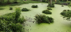 Thuidium