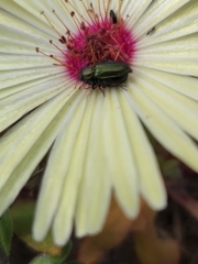 Coleoptera