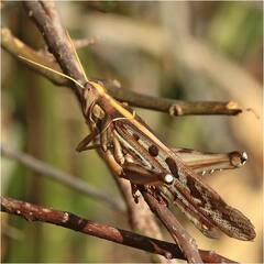 Cyrtacanthacris tatarica