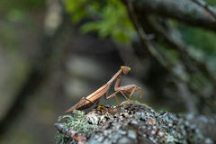 Hierodula transcaucasica