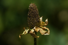 Rudbeckia californica