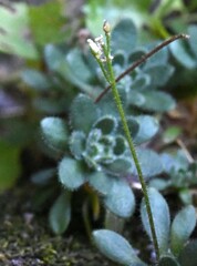 Draba lemmonii
