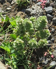 Euphrasia subarctica