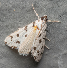 Eustixia pupula