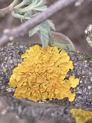 Xanthoria