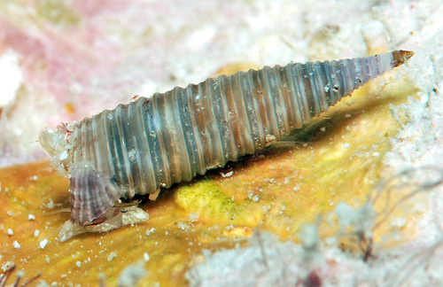 Viriola abbotti observed 2011-11-20
