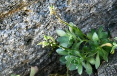 Draba lemmonii