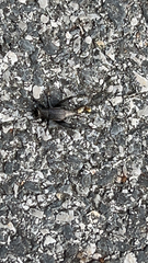Gryllus pennsylvanicus