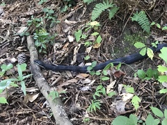 Pantherophis alleghaniensis