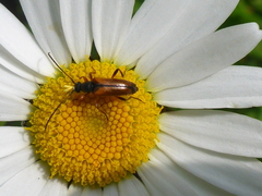 Alosterna tabacicolor