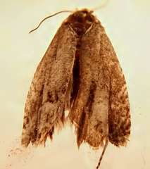 Clepsis