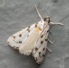 Eustixia pupula