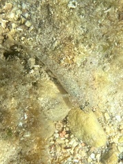 Gobius incognitus