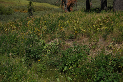 Rudbeckia californica