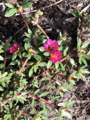 Portulaca amilis