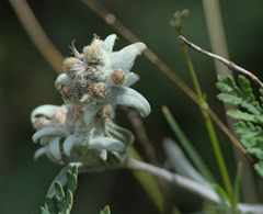 Leontopodium