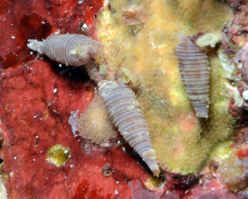 Viriola abbotti observed 2014-03-09