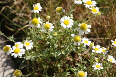 Anthemis cotula