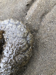 Pectinatella magnifica