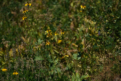 Rudbeckia californica