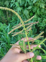 Amaranthus spinosus