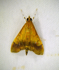 Pyrausta bicoloralis