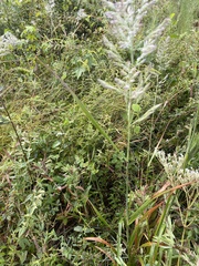 Calamagrostis