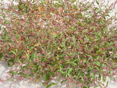 Persicaria maculosa