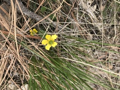Ranunculus