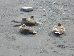 Somateria mollissima