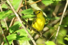Setophaga citrina