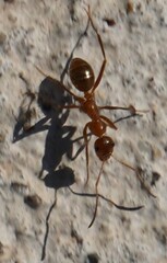 Formica pallidefulva