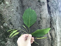 Cladrastis kentukea