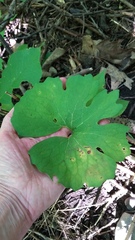 Sanguinaria canadensis