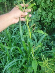 Amaranthus spinosus