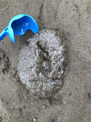 Pectinatella magnifica