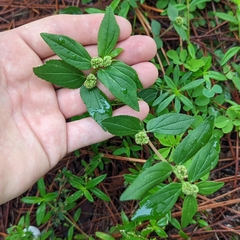 Euphorbia hirta