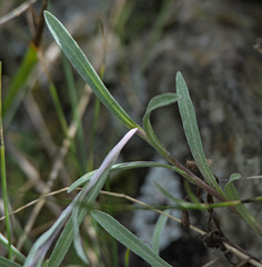 Leontopodium