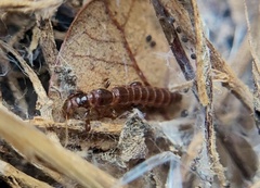 Oligotoma nigra