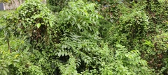 Ailanthus excelsa