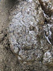 Pectinatella magnifica