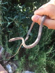 Masticophis flagellum