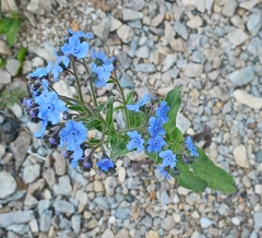 Cynoglossum amabile