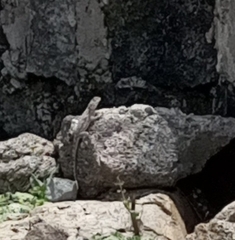 Acanthocercus atricollis