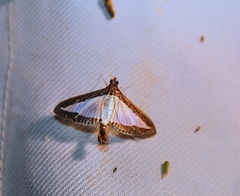 Diaphania hyalinata